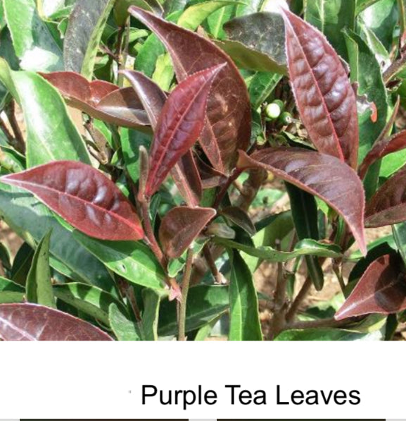 Natural Kenyan Purple Tea, 100% Natural, Low-Caffeine, Antioxidant-Rich Dried Leaves, Eco-Friendly Kraft Tube- 100g